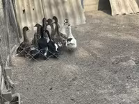 Ducks — foto 5