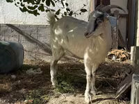 Ziege, Russian White goat — Foto 5