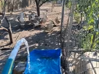 Geese — फ़ोटो 3