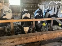 Bika, Holstein fajta — 2. fotó