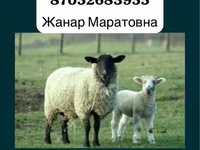 Baran, Gorkov sheep — zdjęcie 2