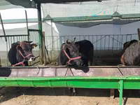 Cattle (batch, sex not specified), Cattle — photo 1