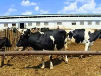 Tehén, Yaroslavl cattle — 3. fotó