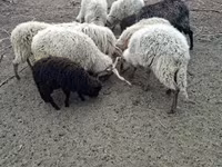 Ram, Sheep — photo 3