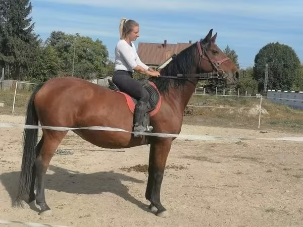 母马, Hungarian horse breed