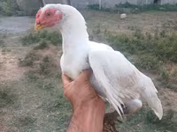 Chickens — Foto 4