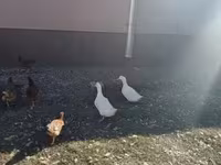 Chickens — 6-сурет