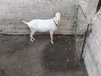 Billy Goat, Saanen goat — photo 2