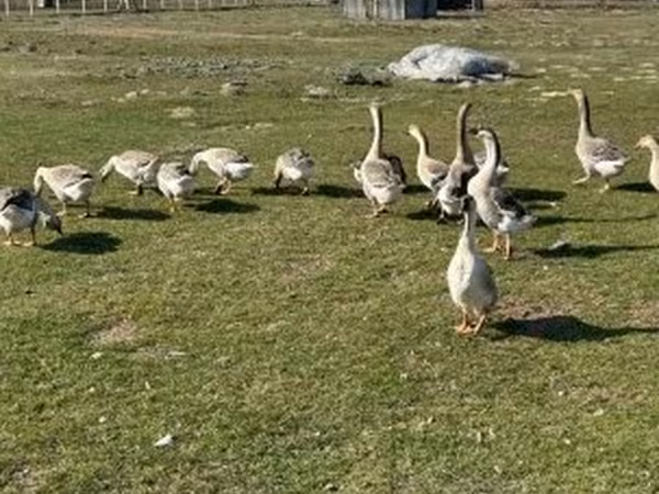Geese