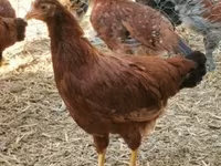 Chickens — foto 4