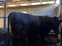 Taureau, Vache rouge sans cornes — photo 4