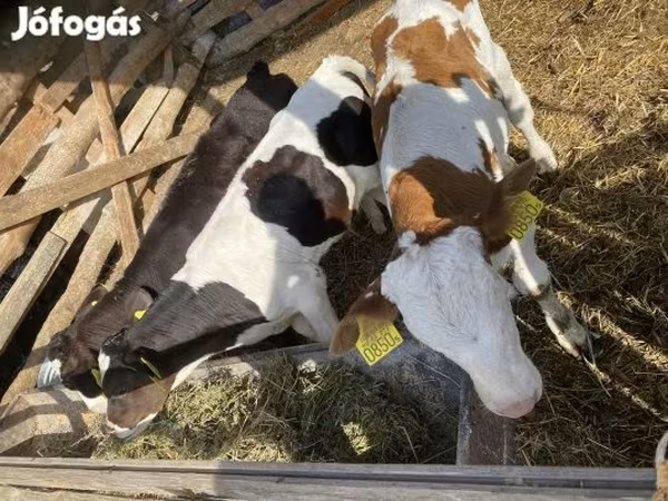 Bika, Simmental cattle