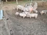 Säue, Schweine — Foto 1