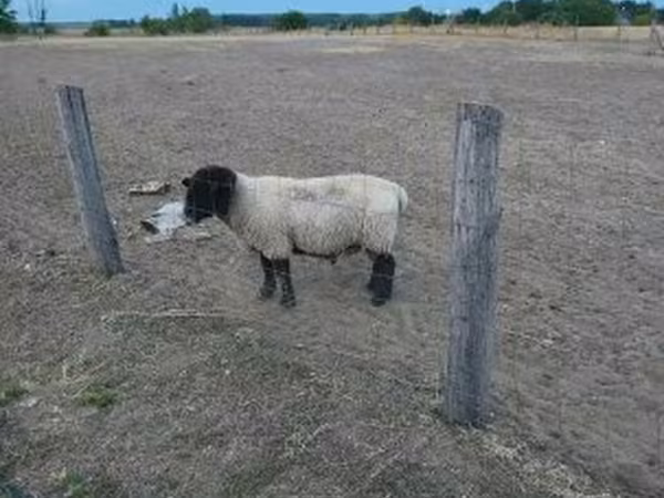 Kos, White Suffolk sheep — Magyarország