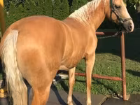Stute, Hungarian horse breed — Foto 3