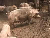 母猪, Pigs — 照片 5