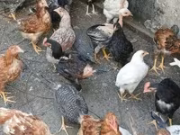 Chickens — फ़ोटो 1