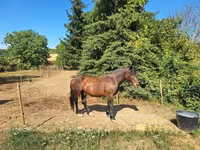 Horse (M), Horses — photo 3