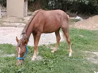 Klisna, French Trotter — foto 3