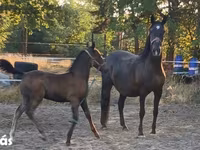 Kanca, Lipizzaner — 2. fotó