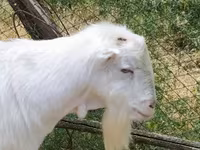 Bak, LaMancha goats — 1. fotó