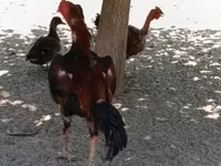 Shamo chickens — foto 4