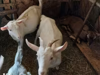 Cabras (lote, sexo no especificado), Cabras — foto 2