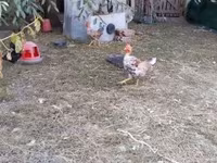 Chickens — 8-сурет