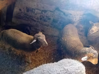 母羊, Sheep — 照片 3