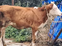 Tehén, Simmental cattle — 6. fotó