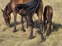 Klisna, Kazakh horse — foto 6