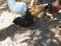 Chickens — photo 6