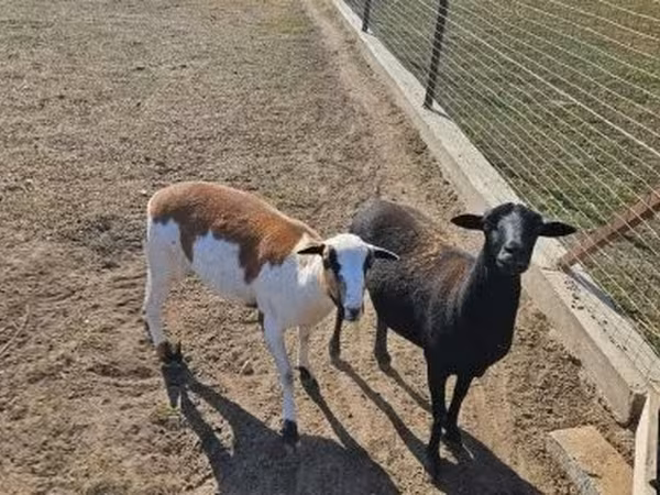 Brebis, Cameroon sheep — Hongrie