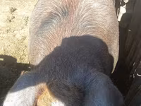 公猪, Pigs — 照片 4