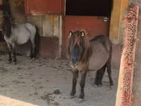 母马, Shetland Pony — 照片 1