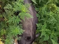母猪, Pigs — 照片 5