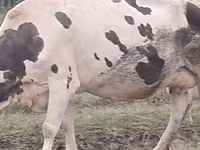 Cow, Russian Black pied cattle — photo 2