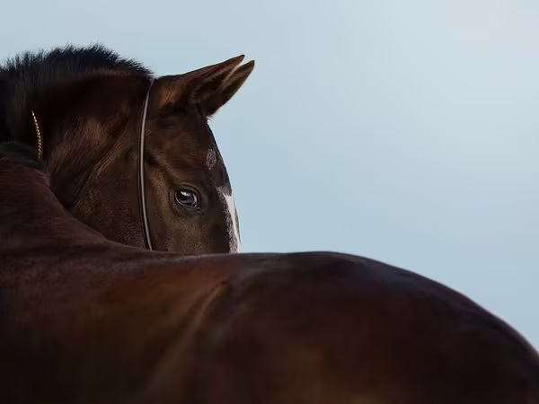 Yegua, Akhal-Teke