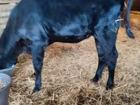 Cow, Aberdeen-Angus — photo 1