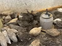 Quails — फ़ोटो 1