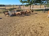 Kos, Cameroon sheep — 6. fotó