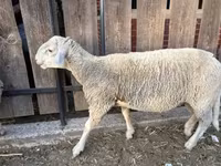 公羊, Merino sheep — 照片 1