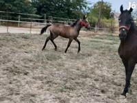 Kanca, Lipizzaner — 5. fotó
