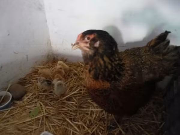 Chickens — Hongrie