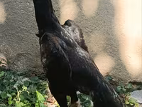 Shamo chickens — foto 5