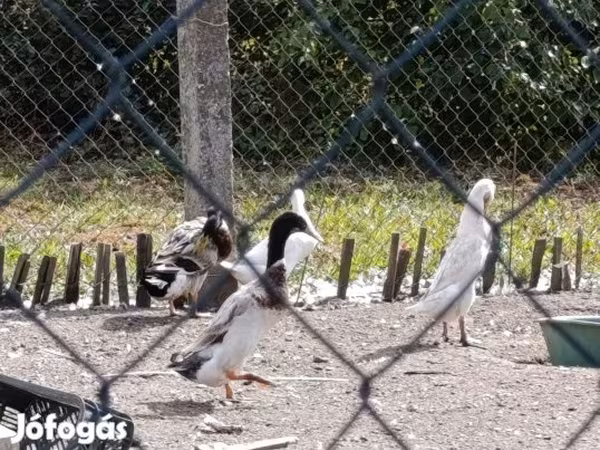 Индийский бегун