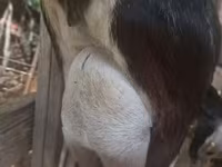 公山羊, Alpine goat — 照片 2
