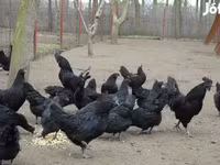 Ayam Cemani — photo 7