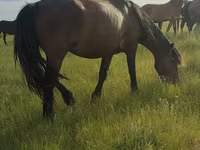 母马, Horses — 照片 2