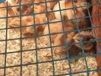 Chickens — zdjęcie 5
